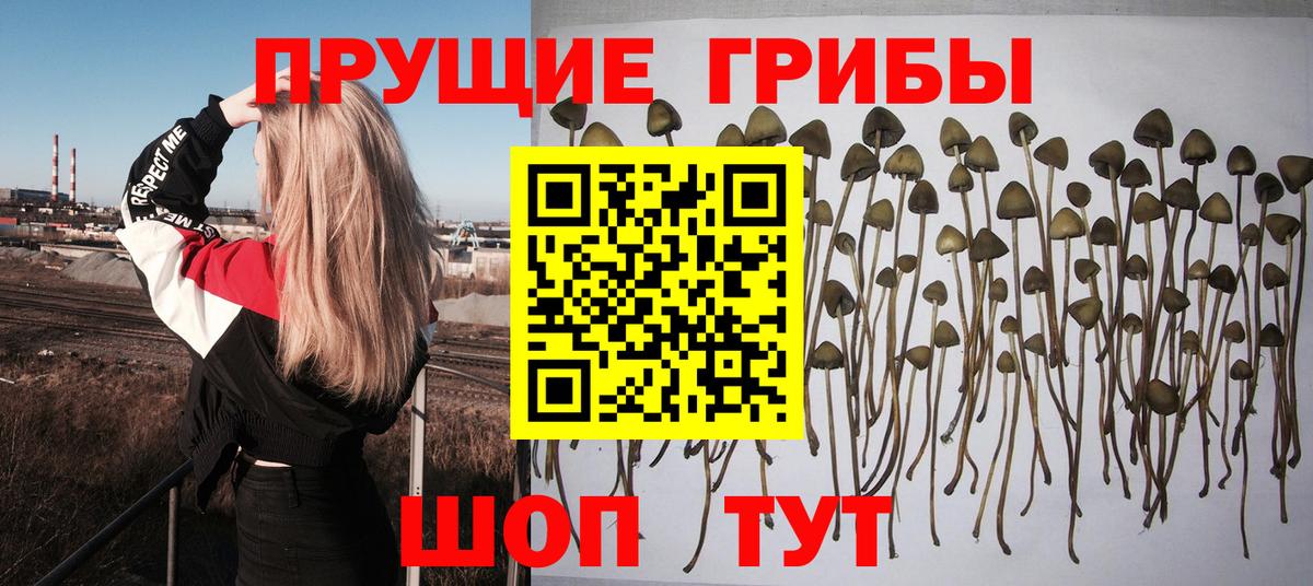 Галлюциногенные грибы Psilocybine cubensis Ноябрьск